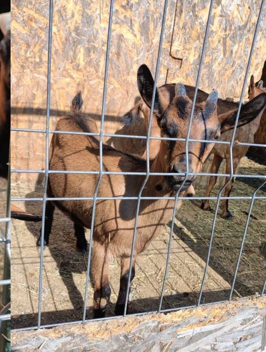 Vând ied din  rasa Alpină franceză