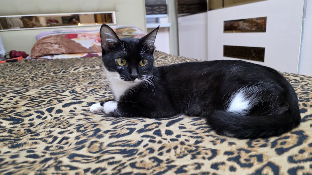 Mushukcha yaxshi qoʻllarga