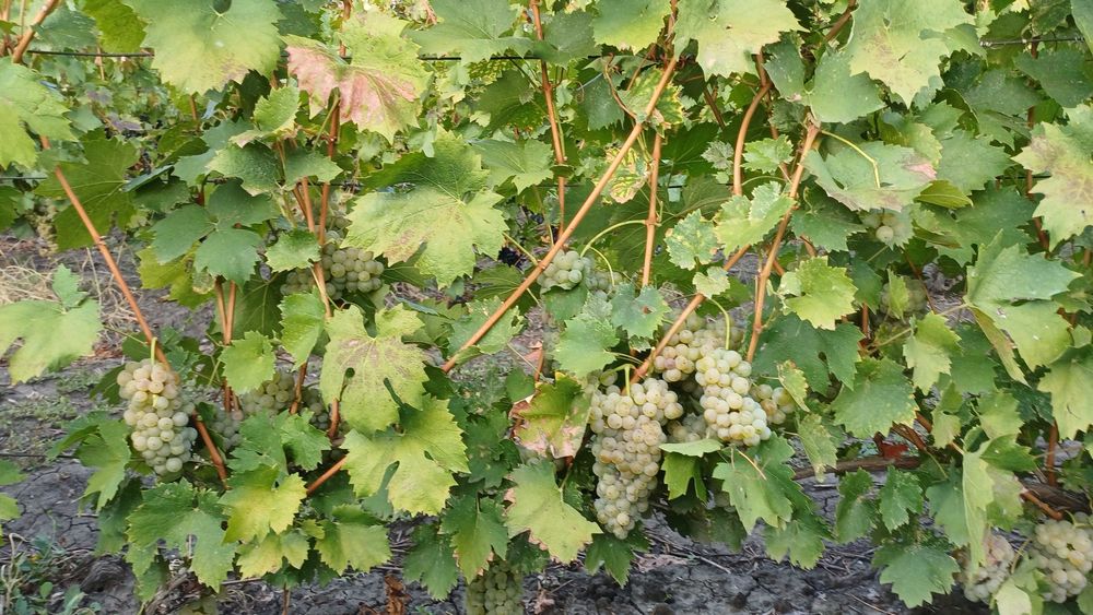 Struguri pentru vin de vanzare