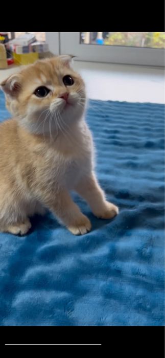 Продажа. Фолд. Золото.