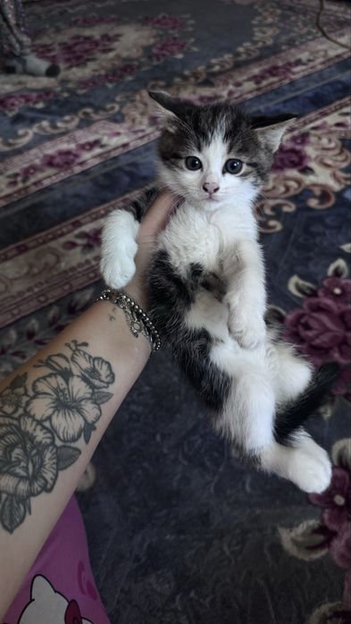 Отдам котят в добрые руки
