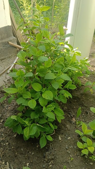 Гортензия Талгар