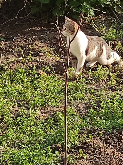 ПРИСТРАИВАЕТСЯ только в заботливые ручки