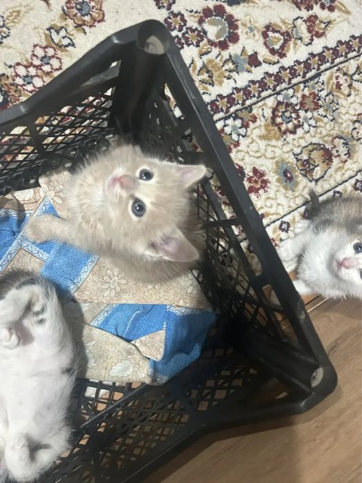 Котята ищут хозяев