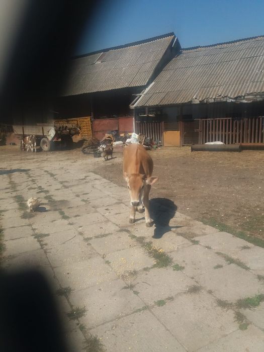 De vanzare o vitea gersy frumoasa