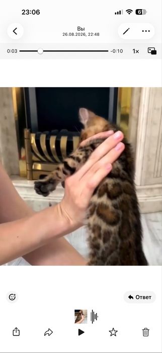 Срочно продам бенгалтского котенка