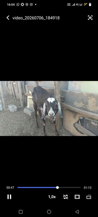 Ешкі,  сауынды ешкі