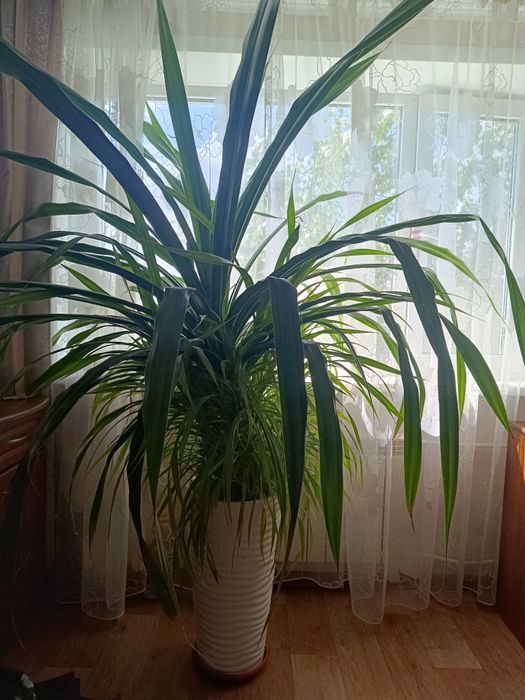 Продам цветок. Самовывоз.