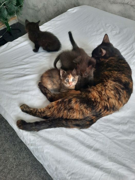 Мушукчалар хадияга