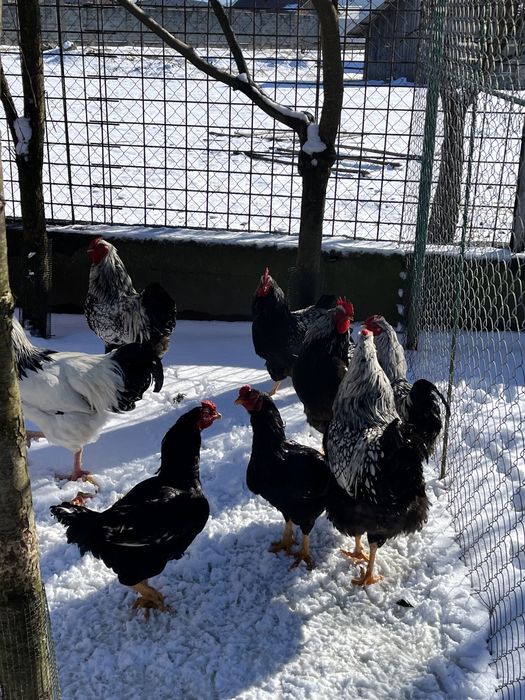 Cocosi de rasă Sussex Wyandotte Barnevelder Combatant Indian