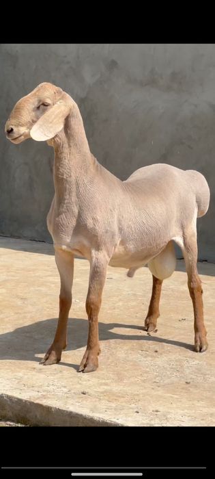 Qoʻy qoʻchqor qassob hizmati qurbonlika