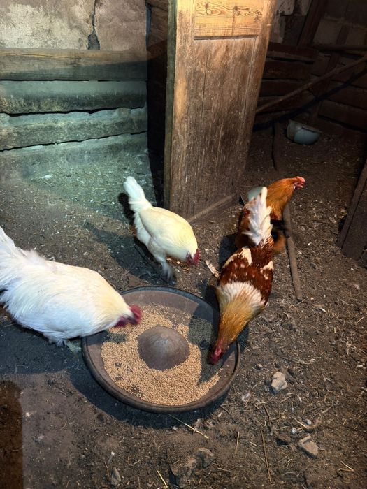 Продам петухов !