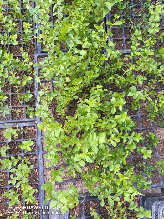 Лигуструм на тарелки