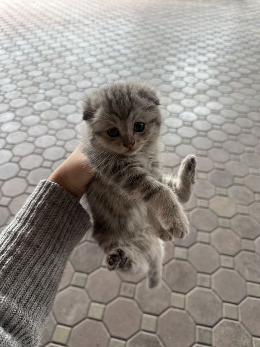 Отдам котят в хорошие руки!
