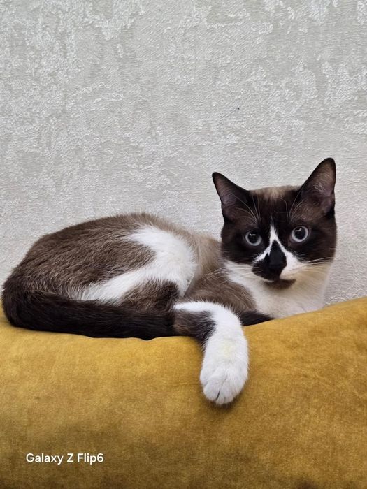 Кот Сноу Шу Крысолов