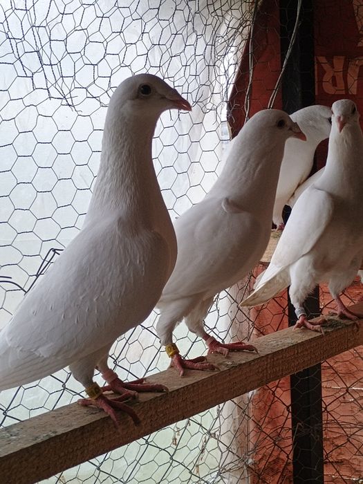 Porumbei misirlii voiajori albi și turturele