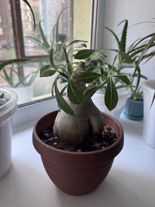 Продам , Адениум