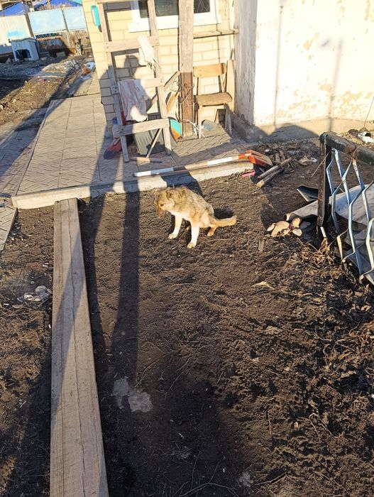 Отдам в хорошие руки