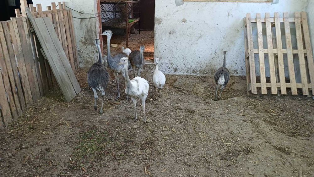 Бели и сиви щрауси Нанду