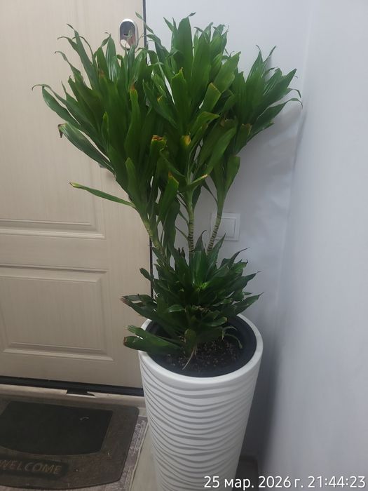 ПРОДАМ!!! Цветы с кашпо