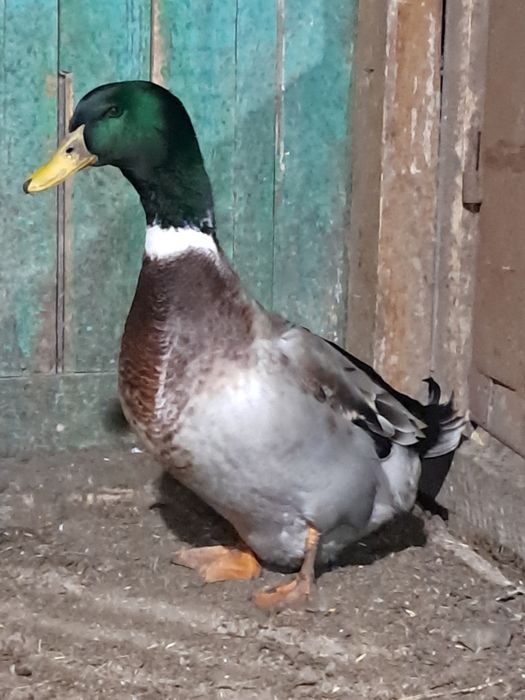 Продам на развод домашнегоселезня. .