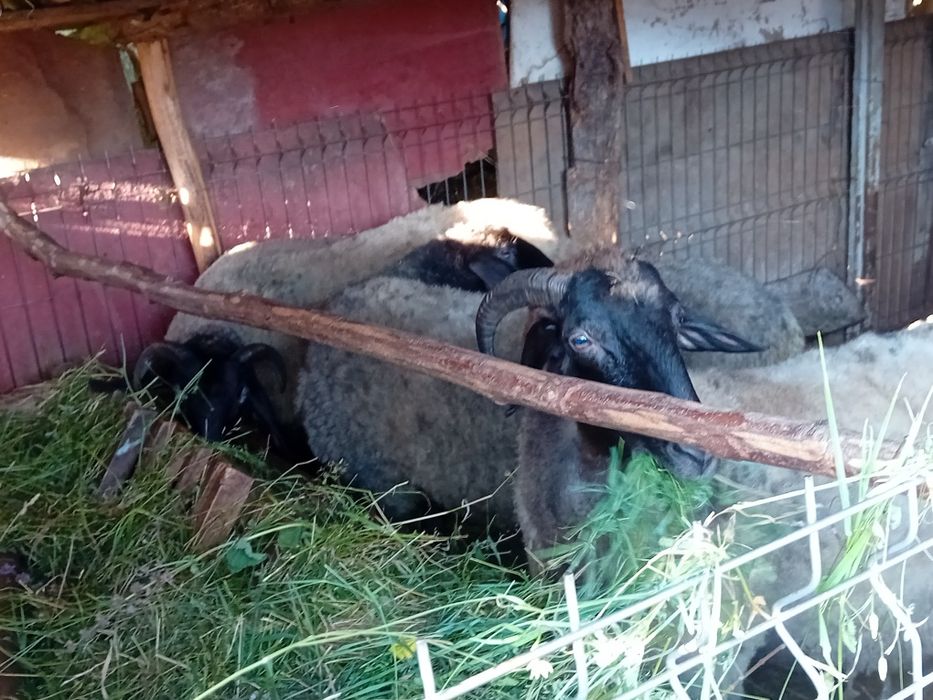 Oi carabaci de vânzare