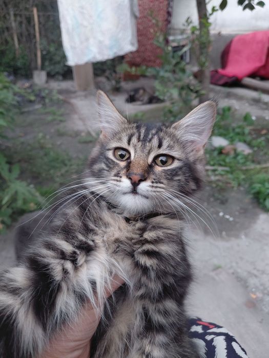 Отдам даром котят