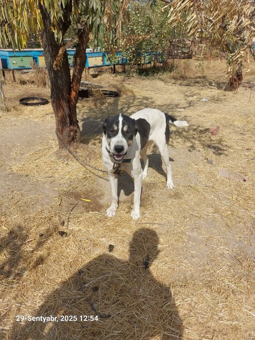 Срочна сотилади Кизбола