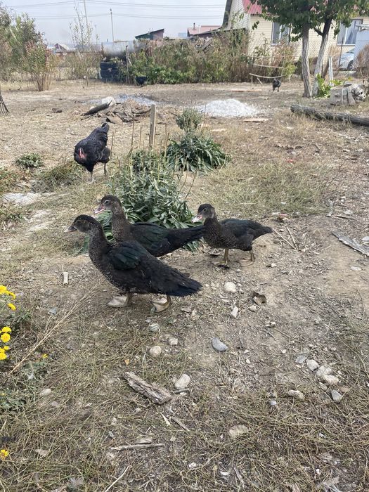 индоутки домашние