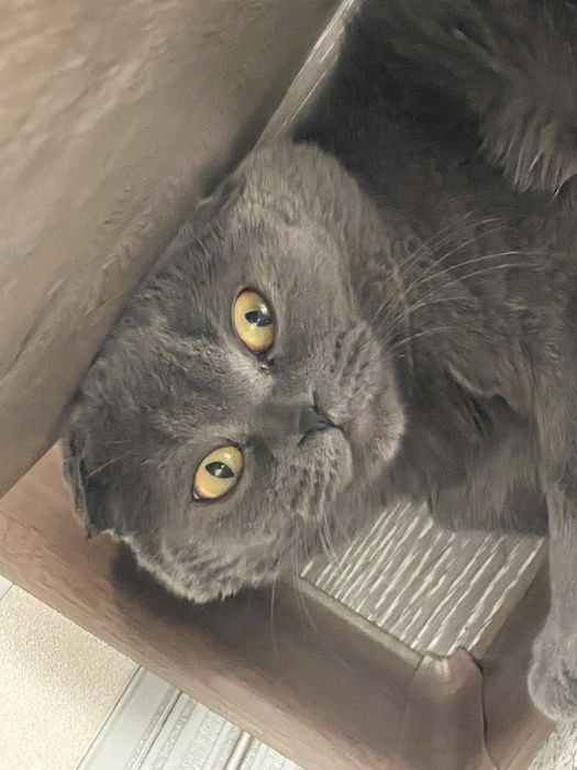 вязка вислоухого скотиш фолда!