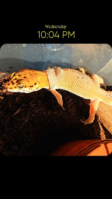 леопардовый гекко