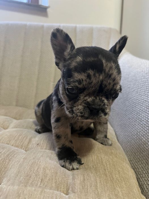 Bulldog francez merle