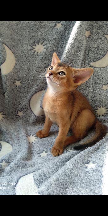 Продается котёнок