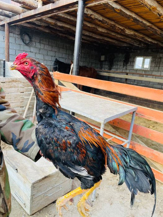 Дәкән қораз шөже июльский