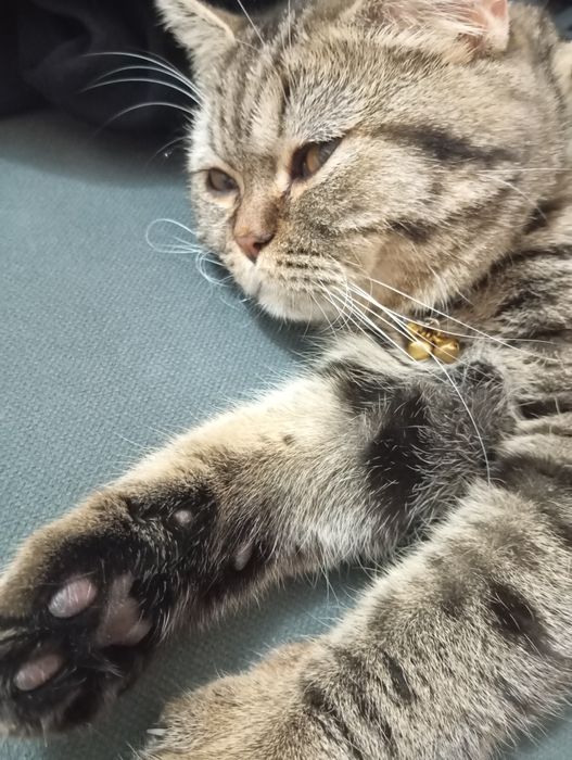 Shinshila zotli mushuk sotiladi