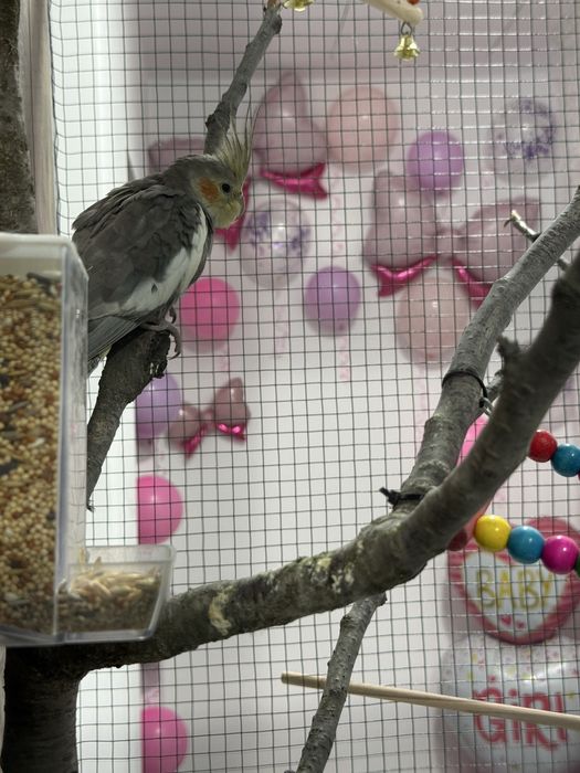 Colivie / cusca + papagal nimfa