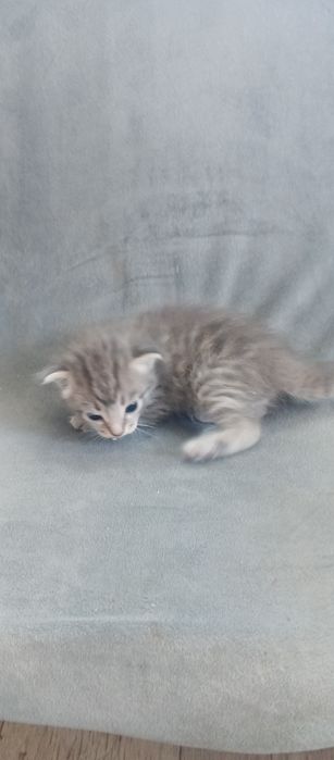 Котята британцы вислоухие