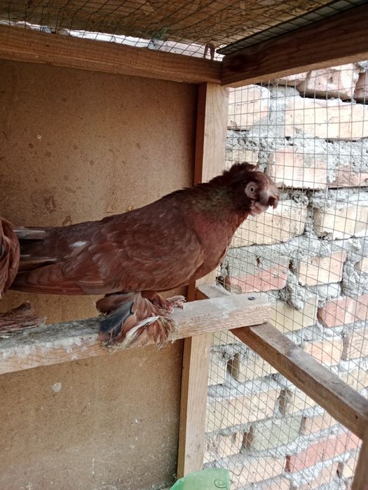 Продам малоносых голубей