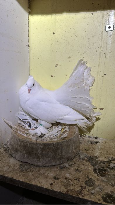 Disponibila pereche voltati indieni almond