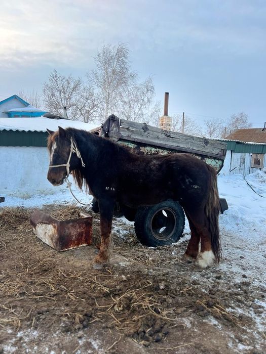 Продам Айғыр -Жеребец