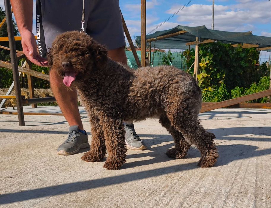 Лагото Романьоло