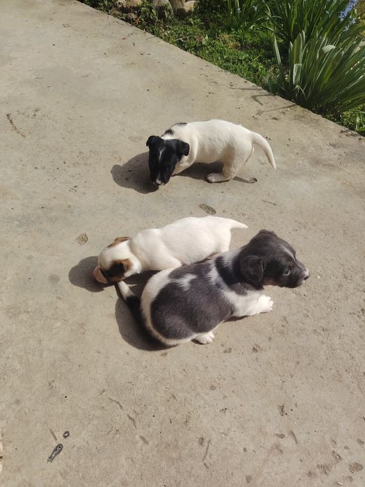 Кученца джак ръсел териер