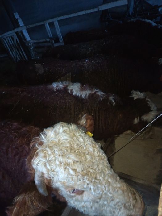 Тұқымды бұқалар сатылады.