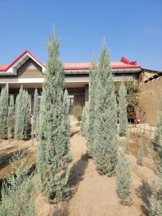 arizonski kiparis archa boyi 1.2 da 3.30 ga bor 50 $ dan boshlanadi