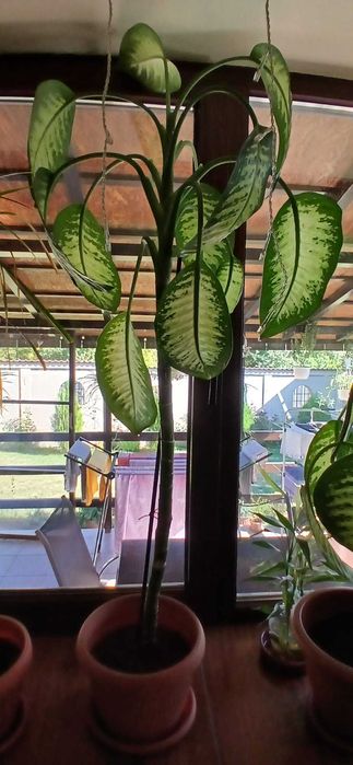 Plante ornamentale - Dieffenbachia & Dracaena