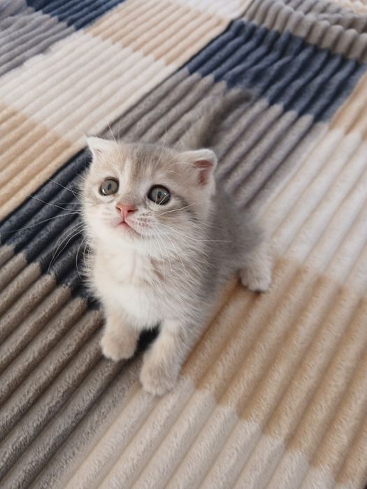 Продаются котята!