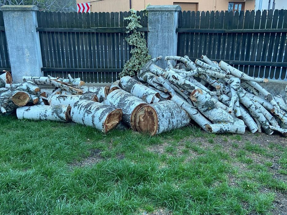 Lemn mesteacan pentru foc sau bricolaj