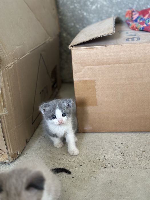 Котята  2 месяцев Самарканд