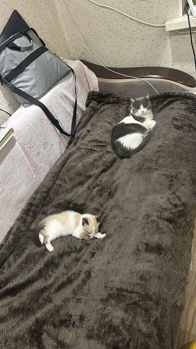 Кошка девочка в хорошие руки