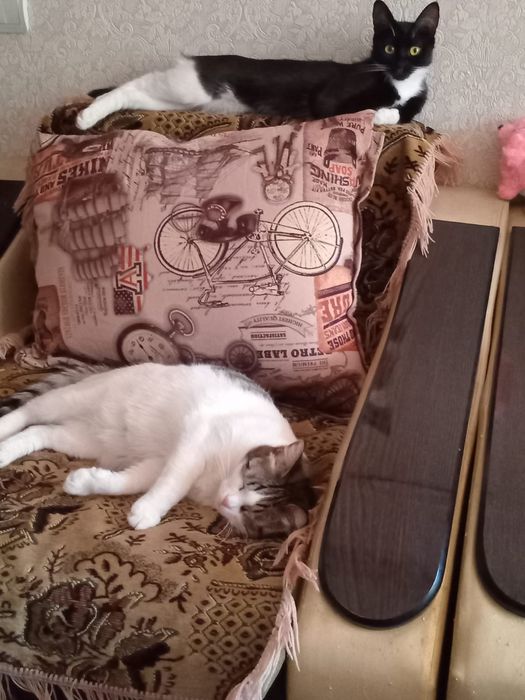 Отдам бесплатно кошечек